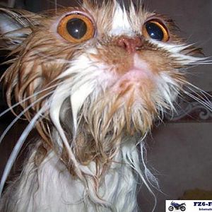 Funny cat pictures