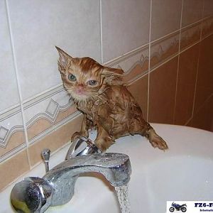 Funny cat pictures