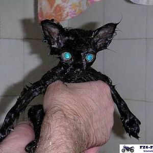 Funny cat pictures