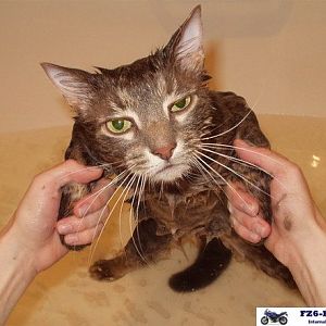 I'm not your nice little kitty anymore........
