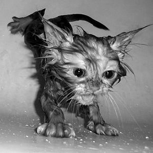 Funny cat pictures