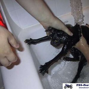 Funny cat pictures