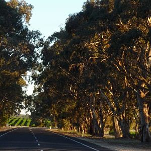 Coonawarra!