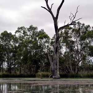 River Muray - Riverland