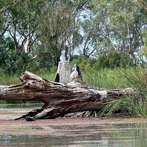 River Muray - Riverland