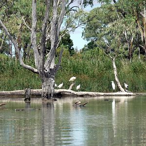 River Muray - Riverland