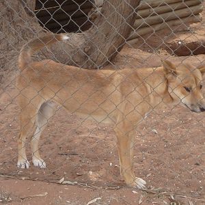 Dingo
