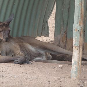 Roo