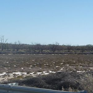 Drought in the Riverland - South Australia