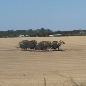 Drought in South Australia