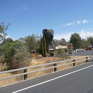 Big Koala