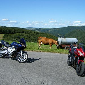 trier31