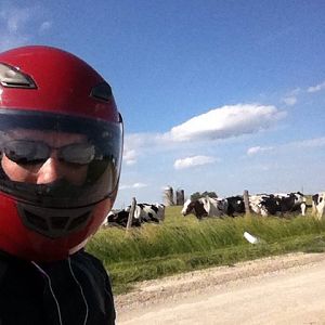 cows!