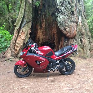 Avenue of the Giants, Northern California