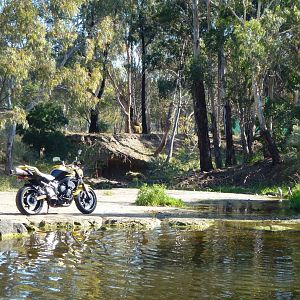 FZ6_at_the_dog_pond_with_a_couple_of_birds