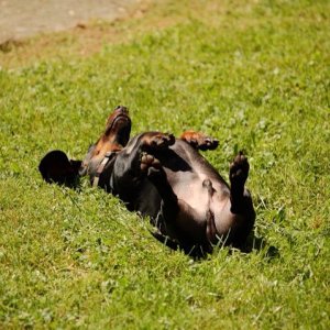 Milo sunning