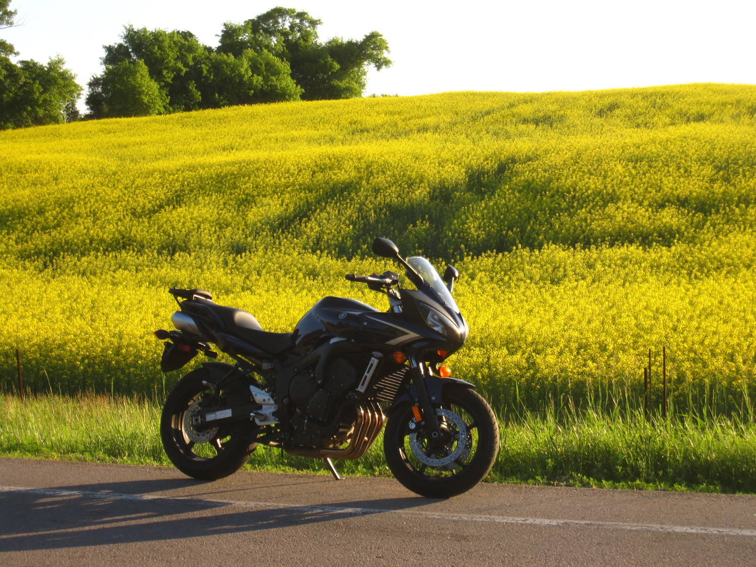 08" FZ6