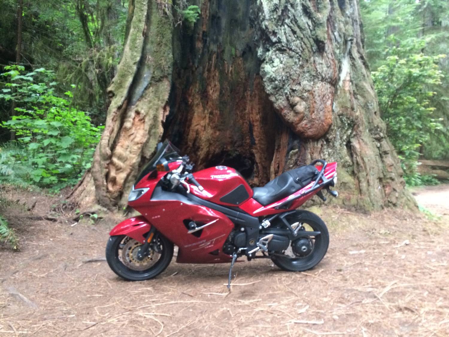 Avenue of the Giants, Northern California