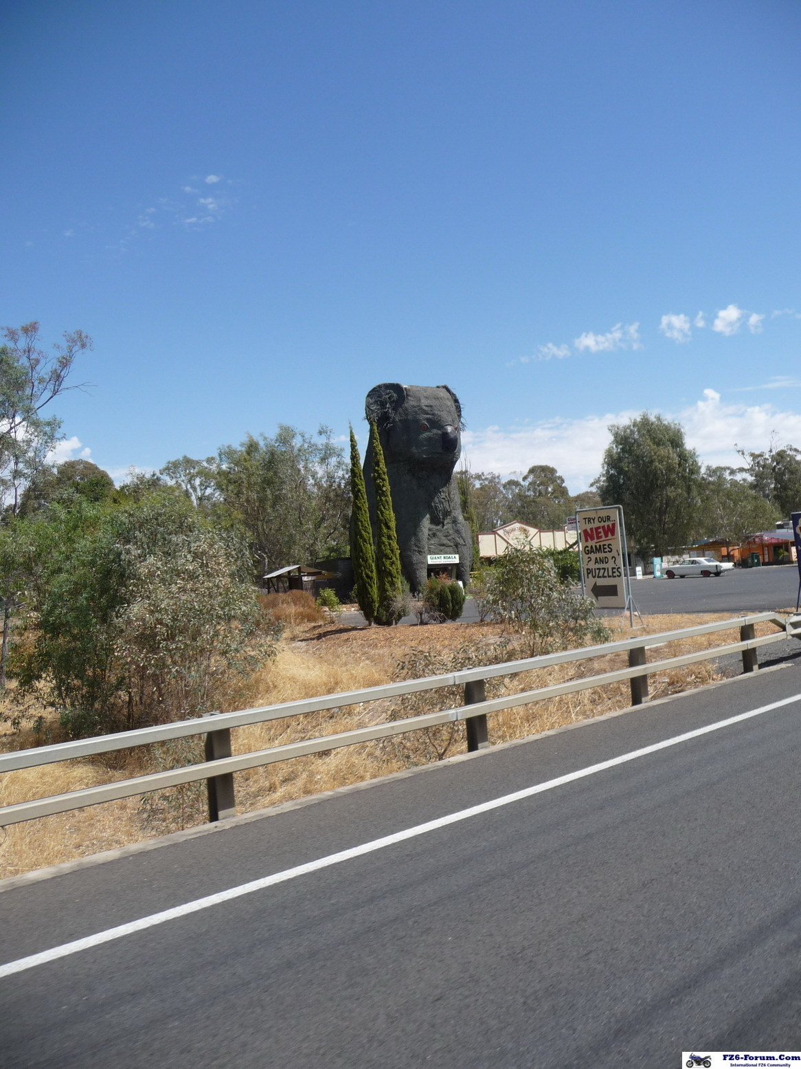 Big Koala