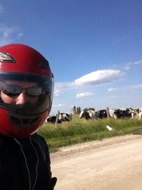 cows!