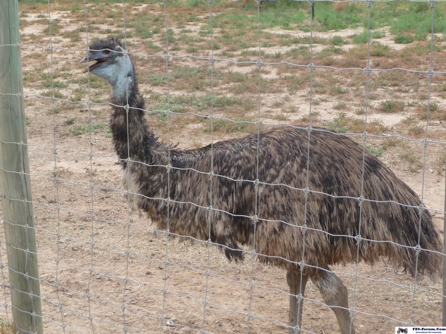 Emu
