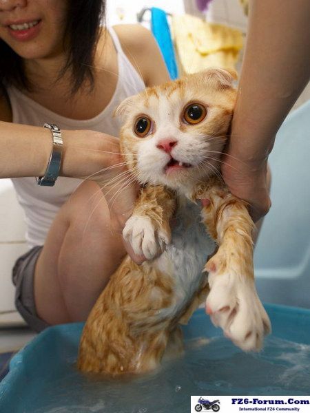 Funny cat pictures