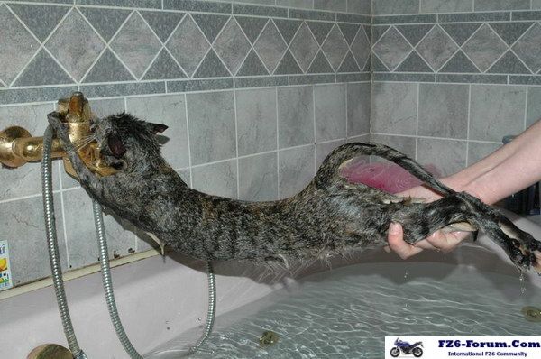 Funny cat pictures