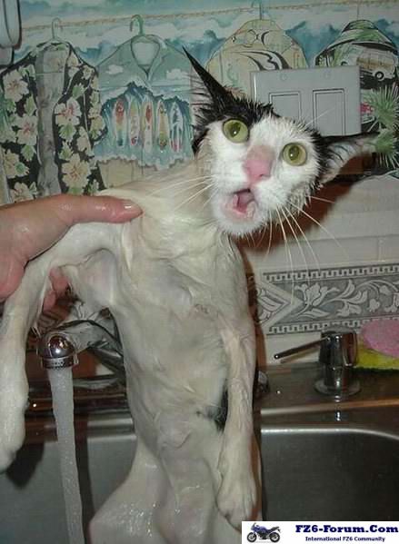 Funny cat pictures