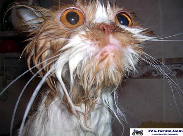 Funny cat pictures