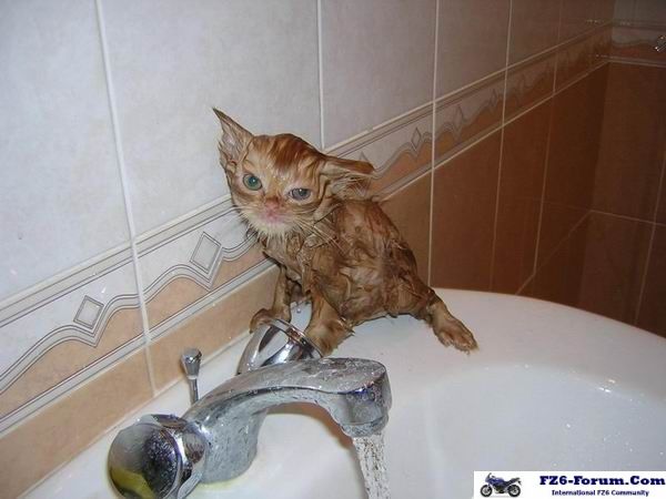 Funny cat pictures
