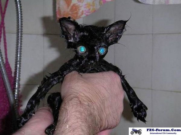 Funny cat pictures