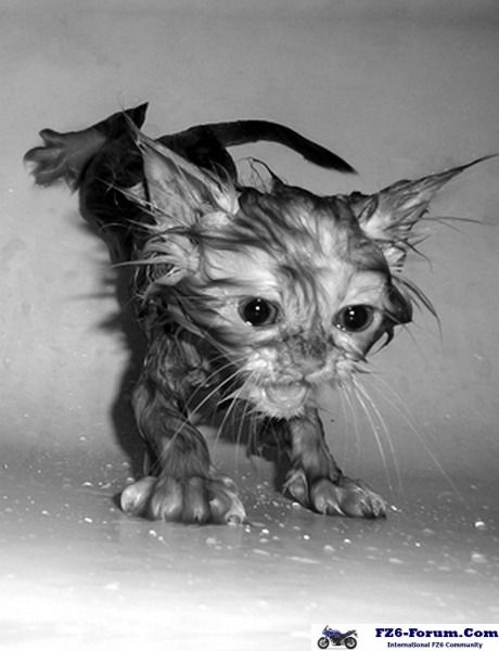 Funny cat pictures