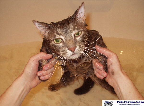 I'm not your nice little kitty anymore........
