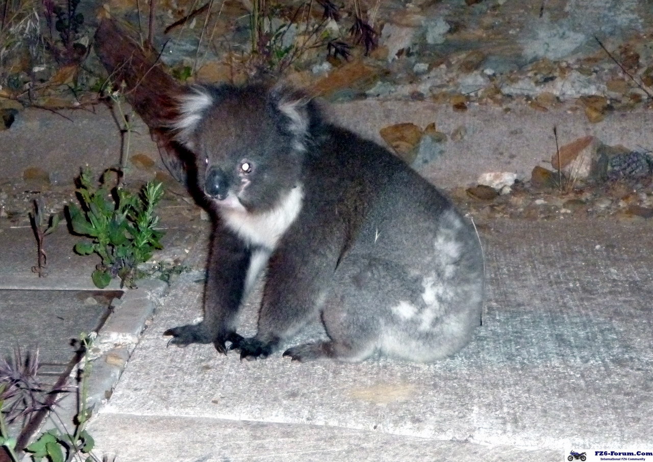 Koala