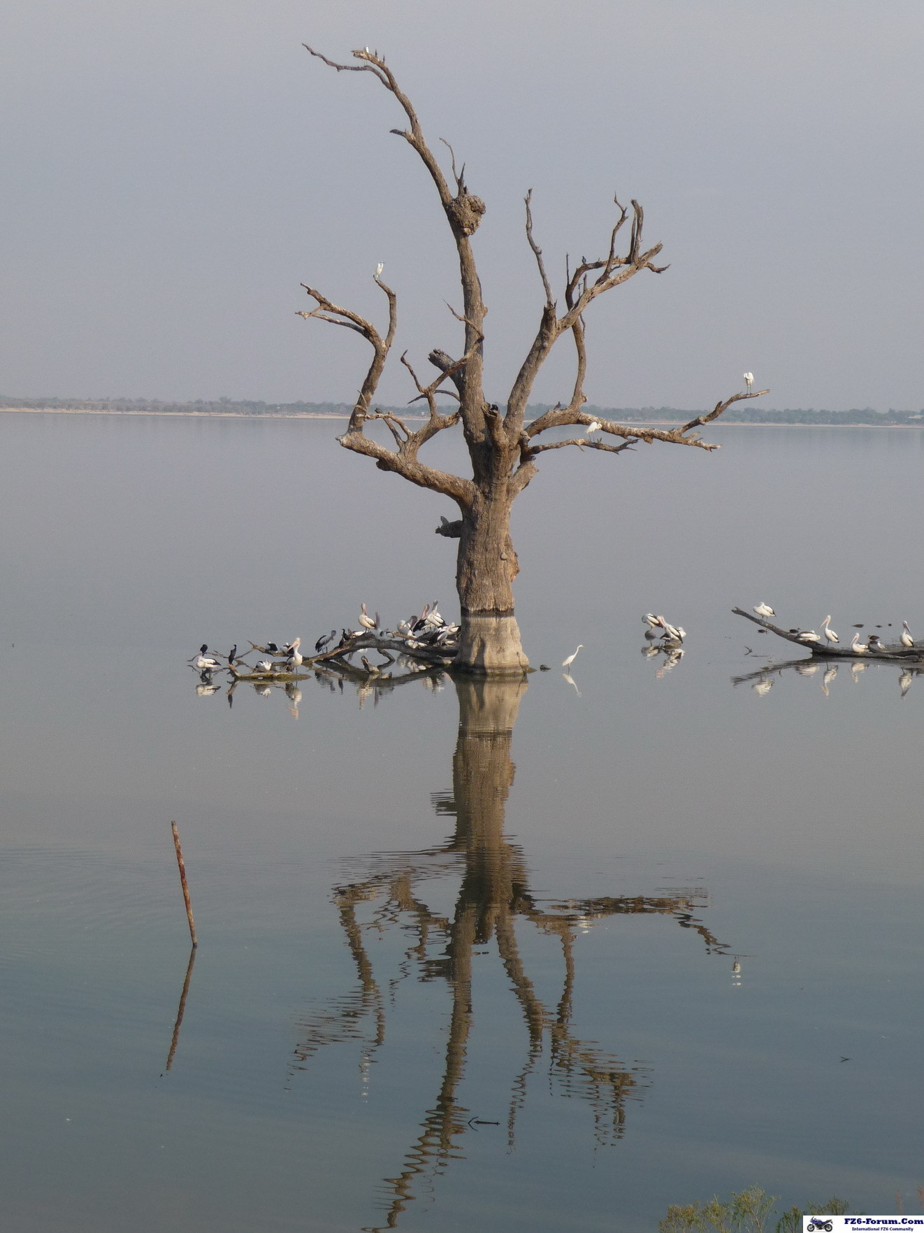 lake bonney -south australia