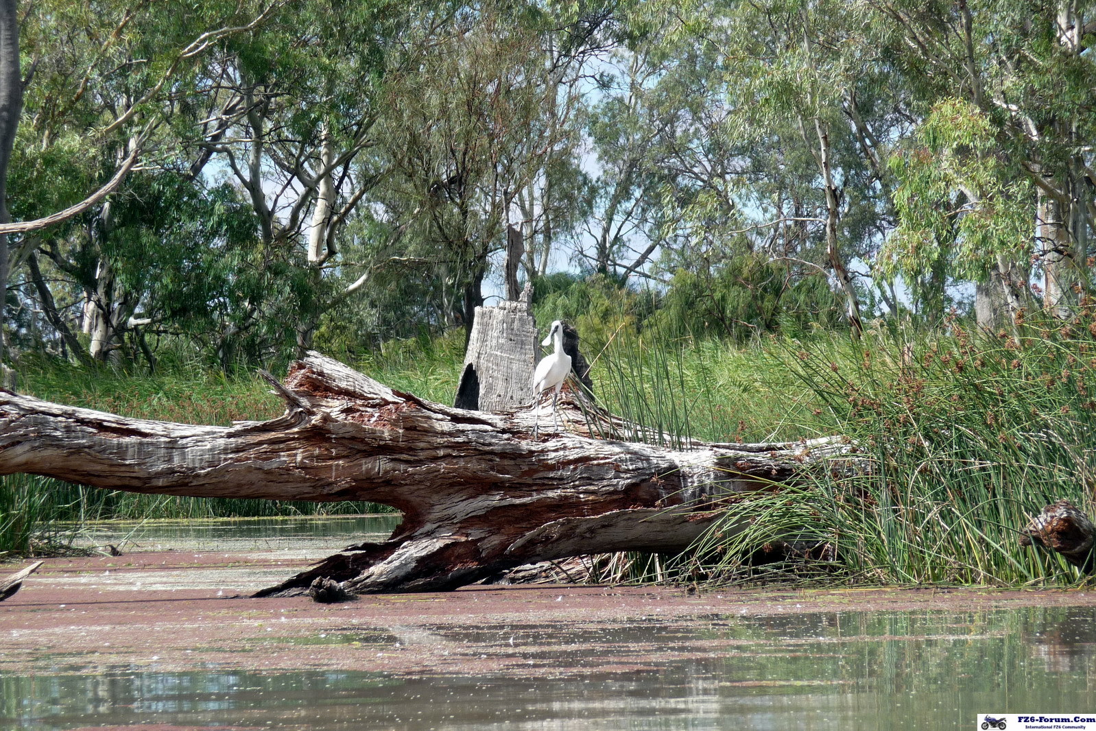 River Muray - Riverland