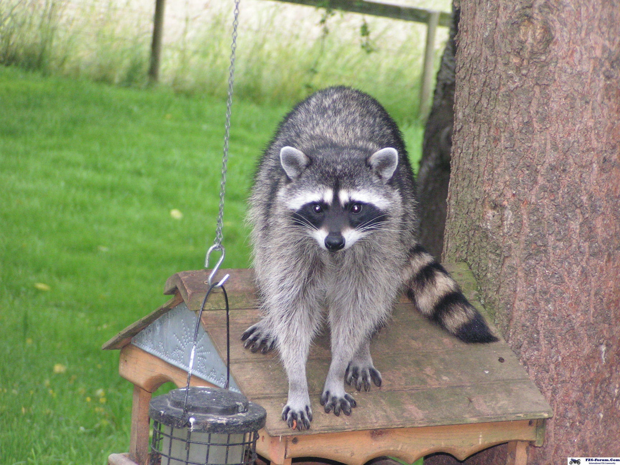 Strange Bird on top of Grandmas Bird feeder II
