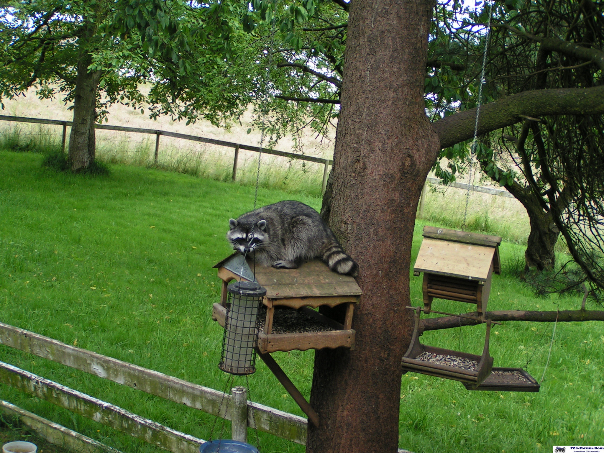 Strange Bird on top of Grandmas Bird feeder