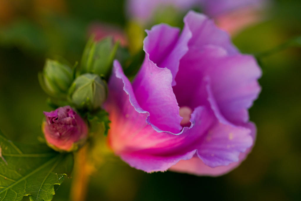flower___fine_line_by_bryanwny-d5t3res.jpg