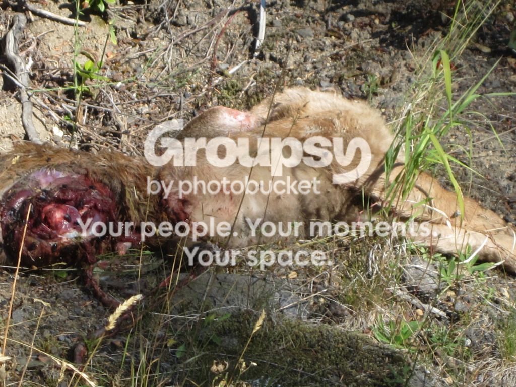 IMG_3688_zpsdfb601ac.jpg