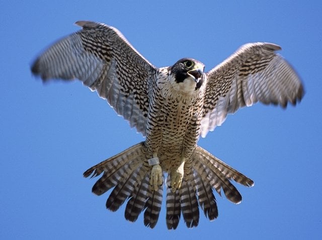 2-peregrine-falcon-angola-.jpg