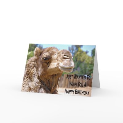 camel_birthday_card-p137020766988031355q53o_400.jpg