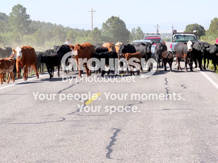 CattleDrive2.jpg