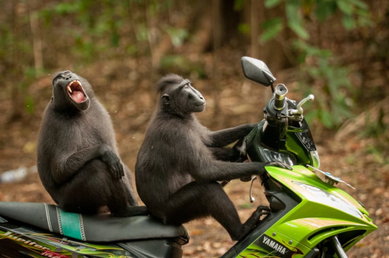 Katy-Laveck-Foster_Monkey-Escape_00000568-800x532.jpg