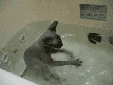 cat-bath_gif-anime-100914.gif