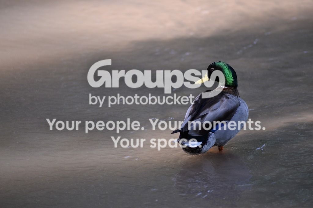 Mallard.jpg