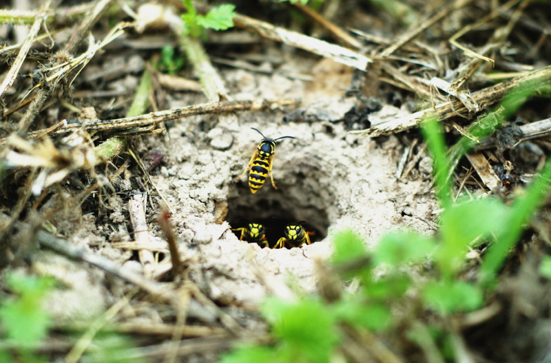 yellow-jacket-ground-nest-surface1.jpg