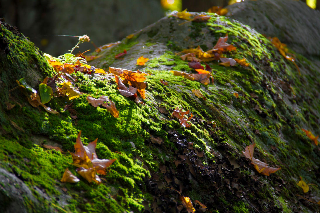 fall_2011_by_bryanwny-d665jzs.jpg