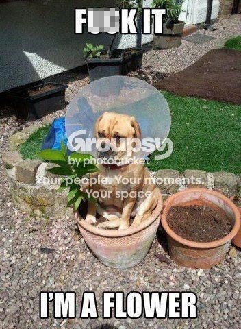 DogFlower_zps058d1121.jpg