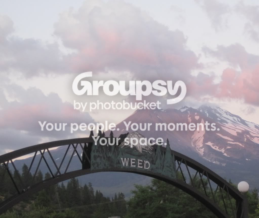 Shasta_Weed.jpg